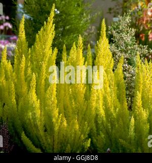 Erica arborea - `Albert's Gold' AGM   ERC058893 Stock Photo